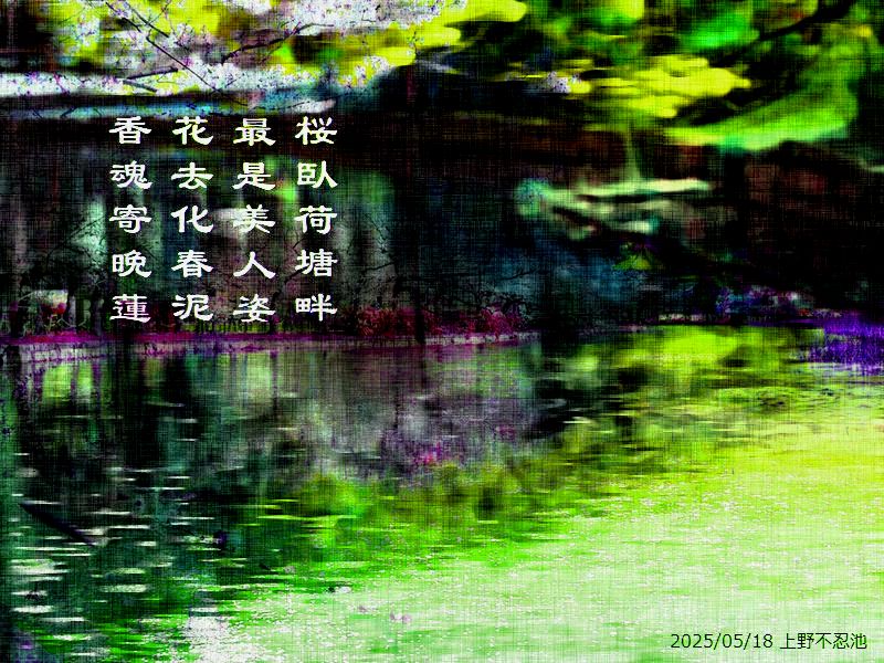 桜臥荷塘畔,最是美人姿,花去化春泥,香魂寄晩蓮