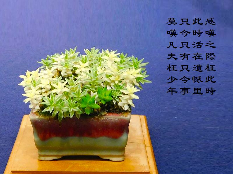 感嘆之際枉此時 ,此時活在遺憾里 ,只今只有只今事 ,莫嘆凡夫枉少年