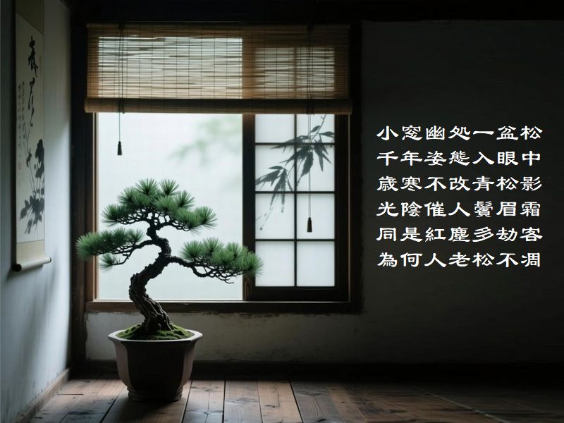 小窓幽処一盆松,千年姿態入眼中,歳寒不改青松影,光陰催人鬢眉霜,同是紅塵多劫客,為何人老松不凋
