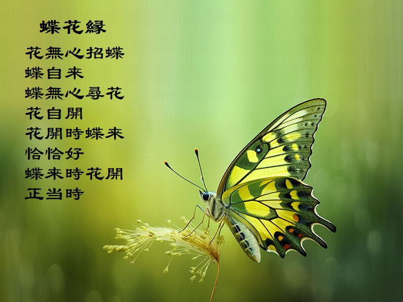 蝶花縁，花無心招蝶，蝶自来，蝶無心尋花，花自開，花開時蝶来，恰恰好，蝶来時花開，正当時