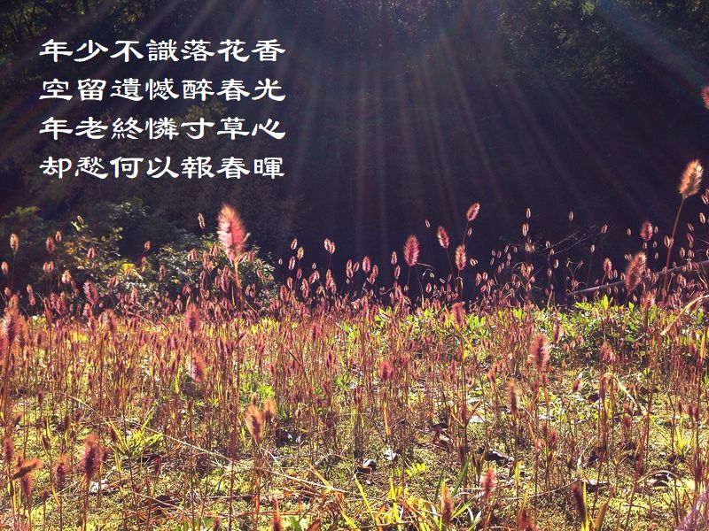 年少不識落花香，空留遺憾醉春光，年老終憐寸草心，却愁何以報春暉